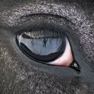 Reflection in the horse's eye